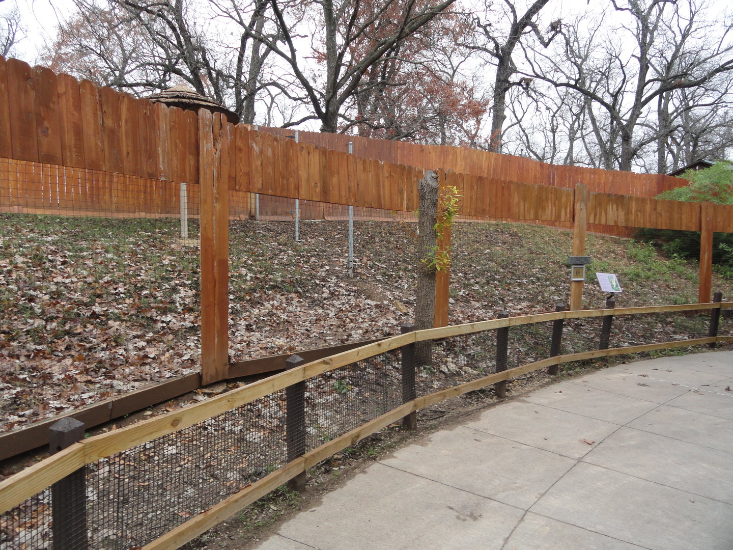 Reeves' Muntjac Exhibit
