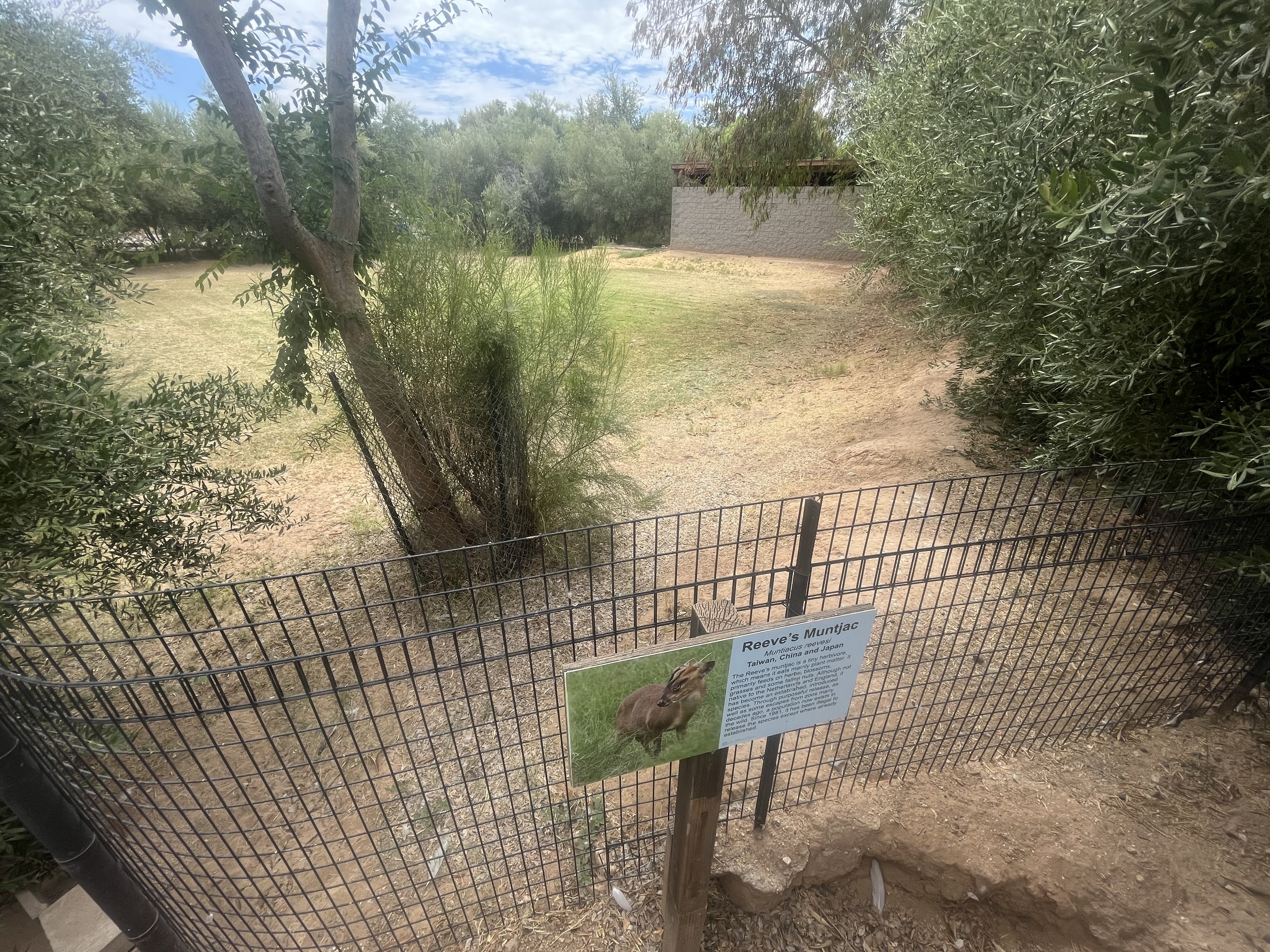 Reeve’s Muntjac Exhibit