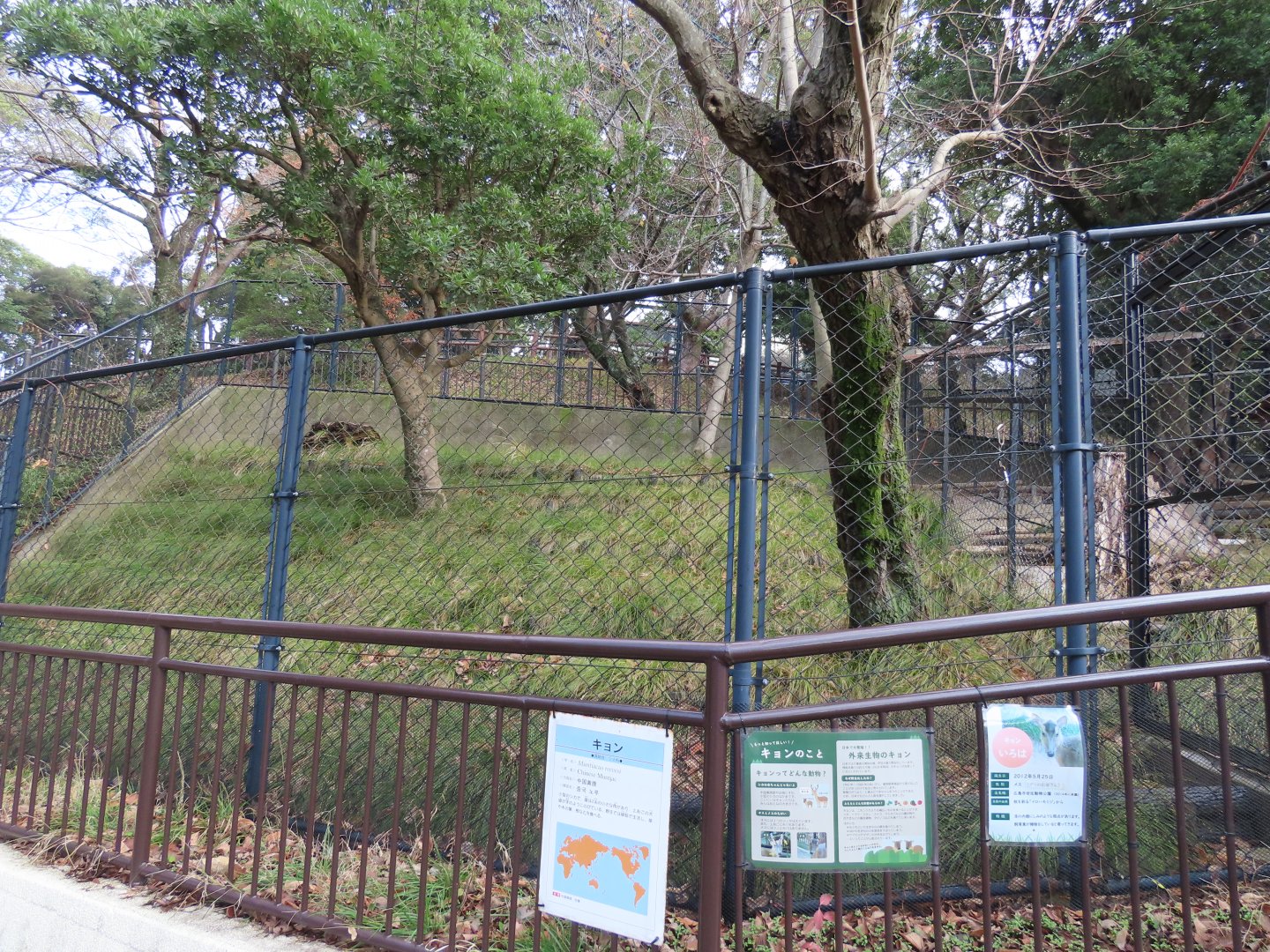 Reeve's muntjac exhibit