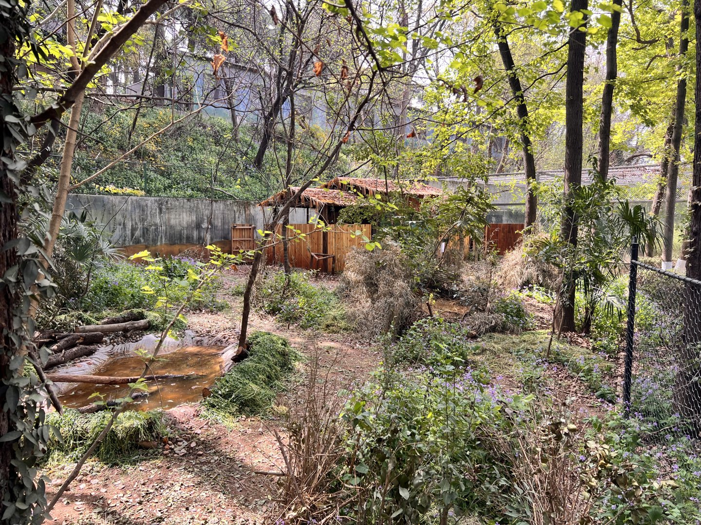 Reeve’s Muntjac Exhibit