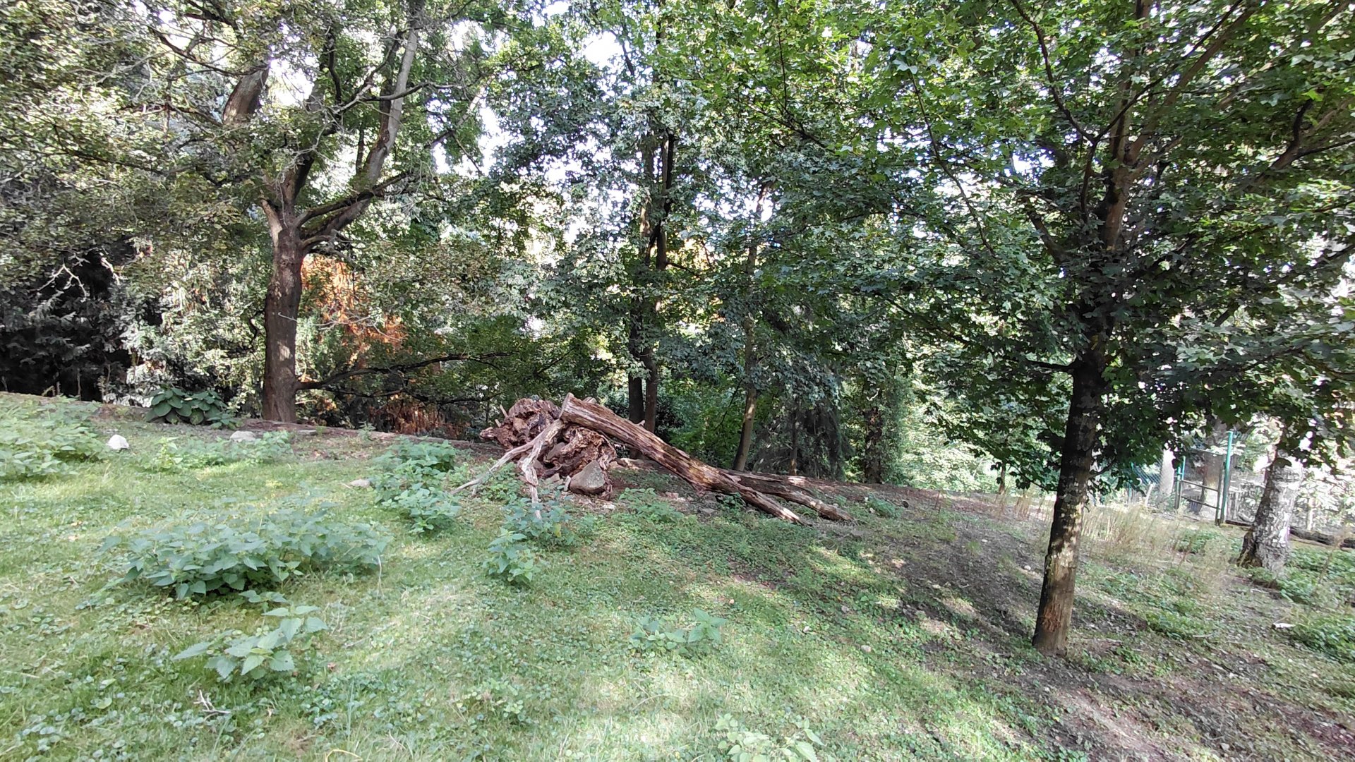 Reeve's muntjac exhibit