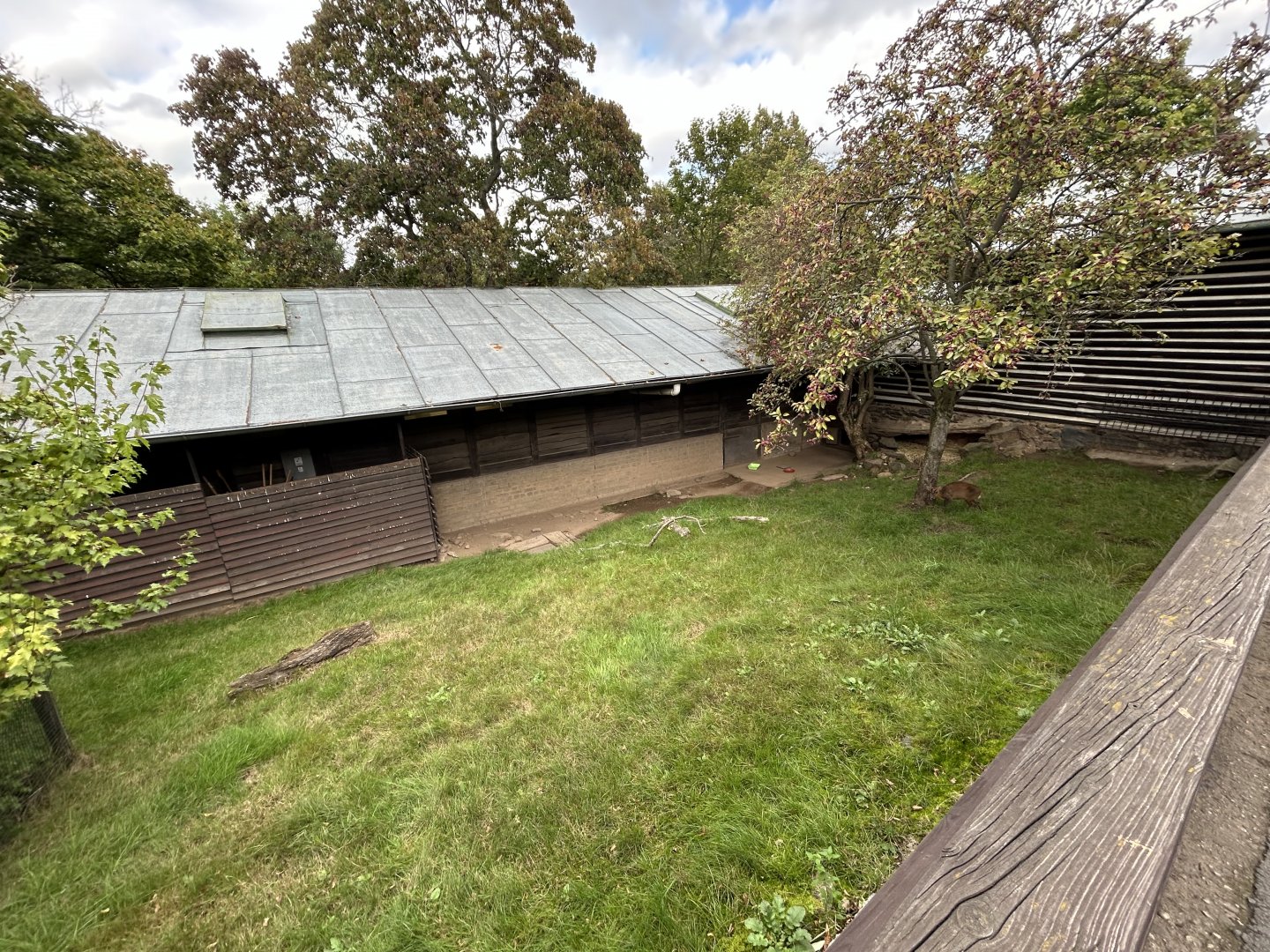 Reeve’s Muntjac Exhibit