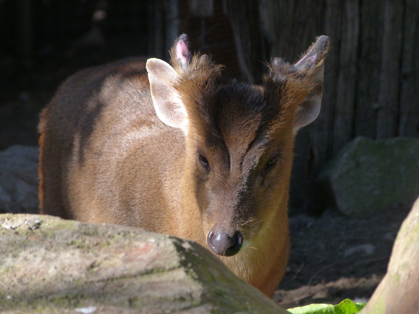 Reeves' muntjac -Faunia (2025)