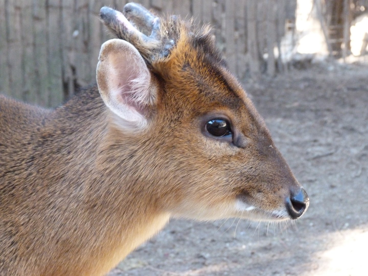 Reeves' muntjac -Faunia (2025)