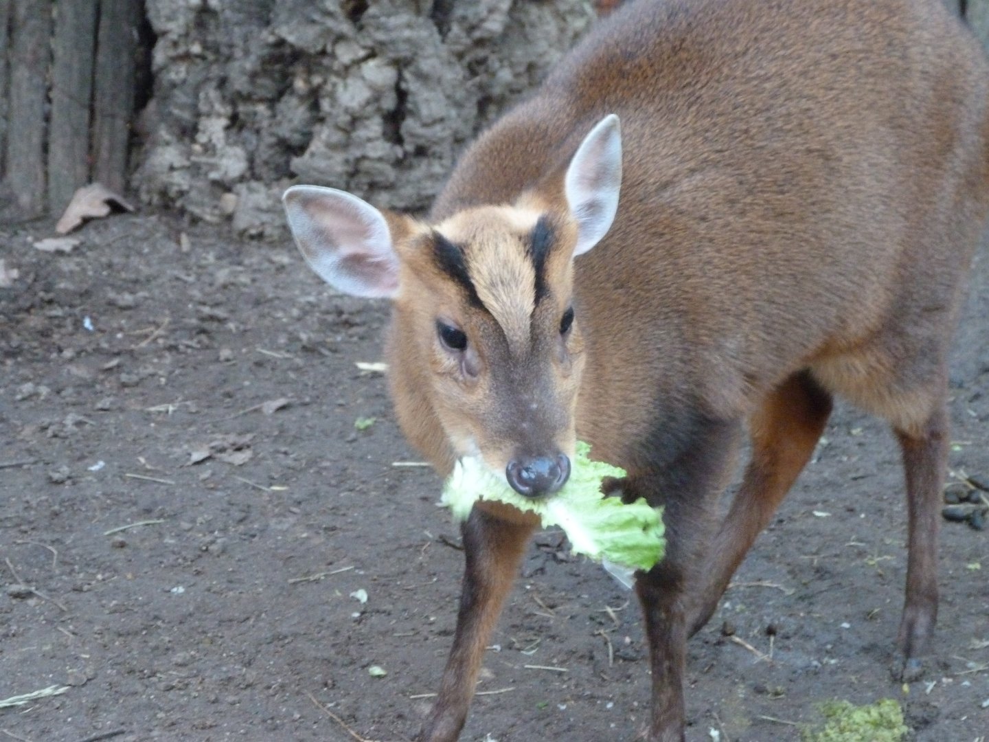 Reeves' muntjac -Faunia (2025)