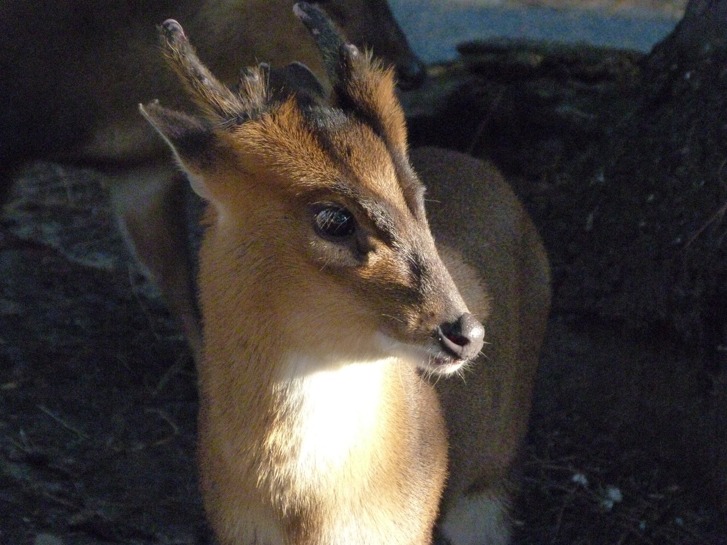 Reeves' muntjac -Faunia (2025)