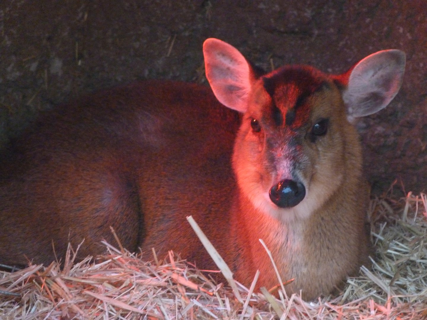Reeves' muntjac -Faunia (2025)