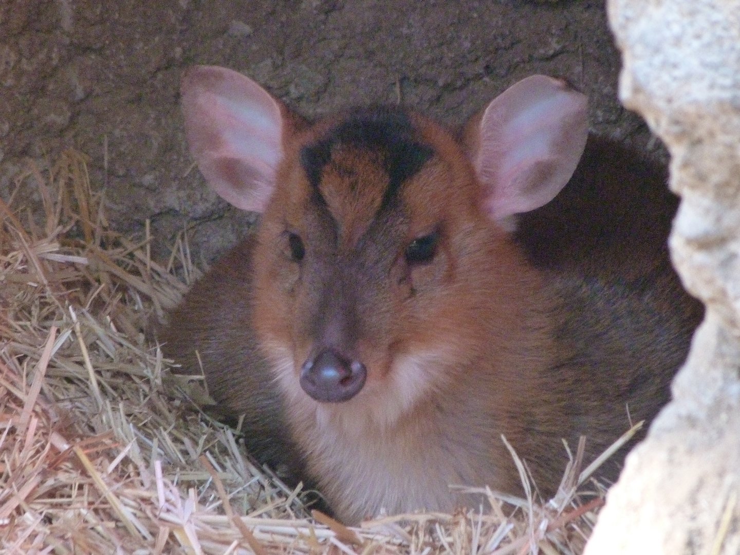 Reeves' muntjac -Faunia (2025)