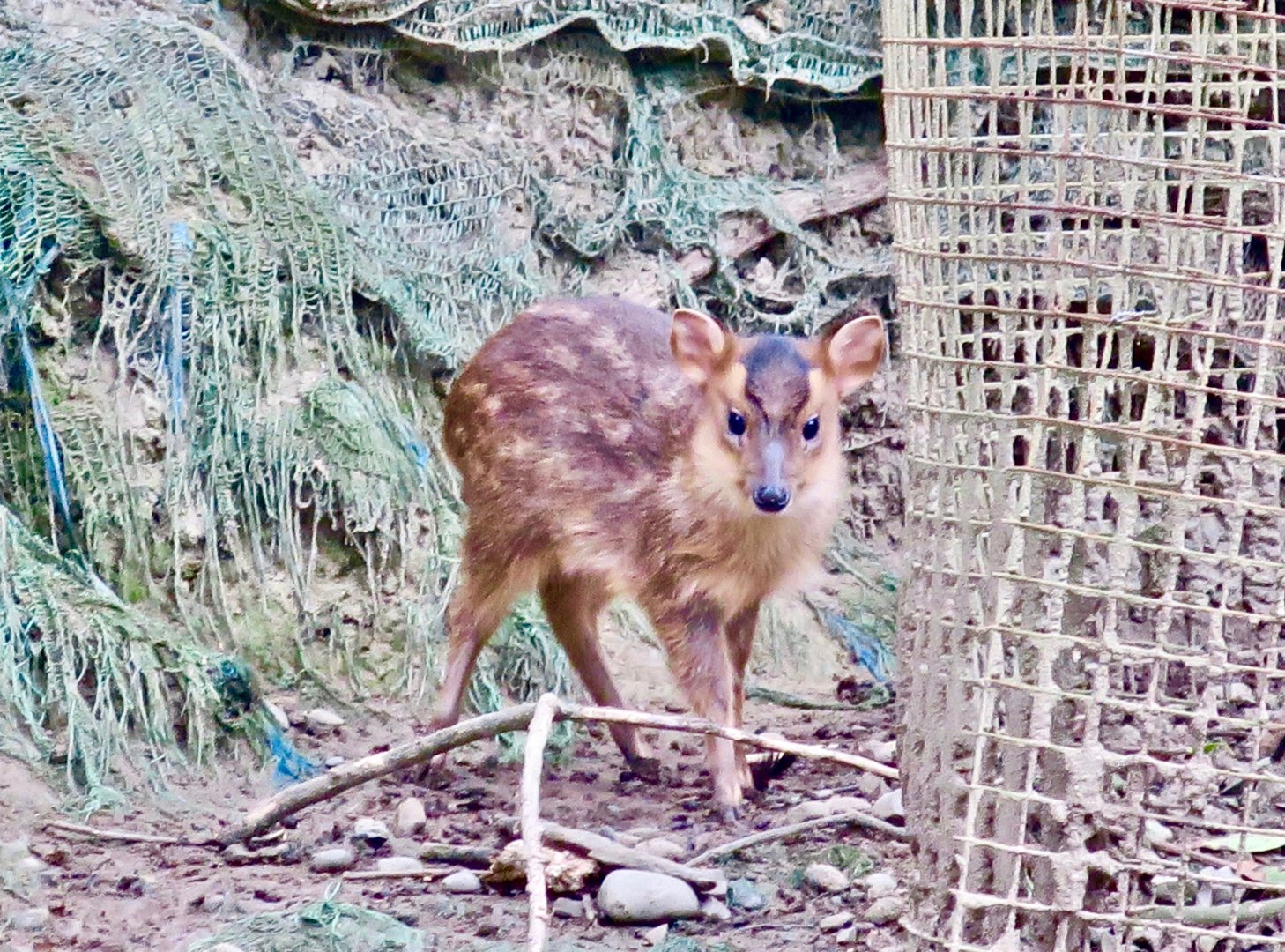 Reeves' Muntjac fawn (Muntiacus reevesi micrurus) - Green World