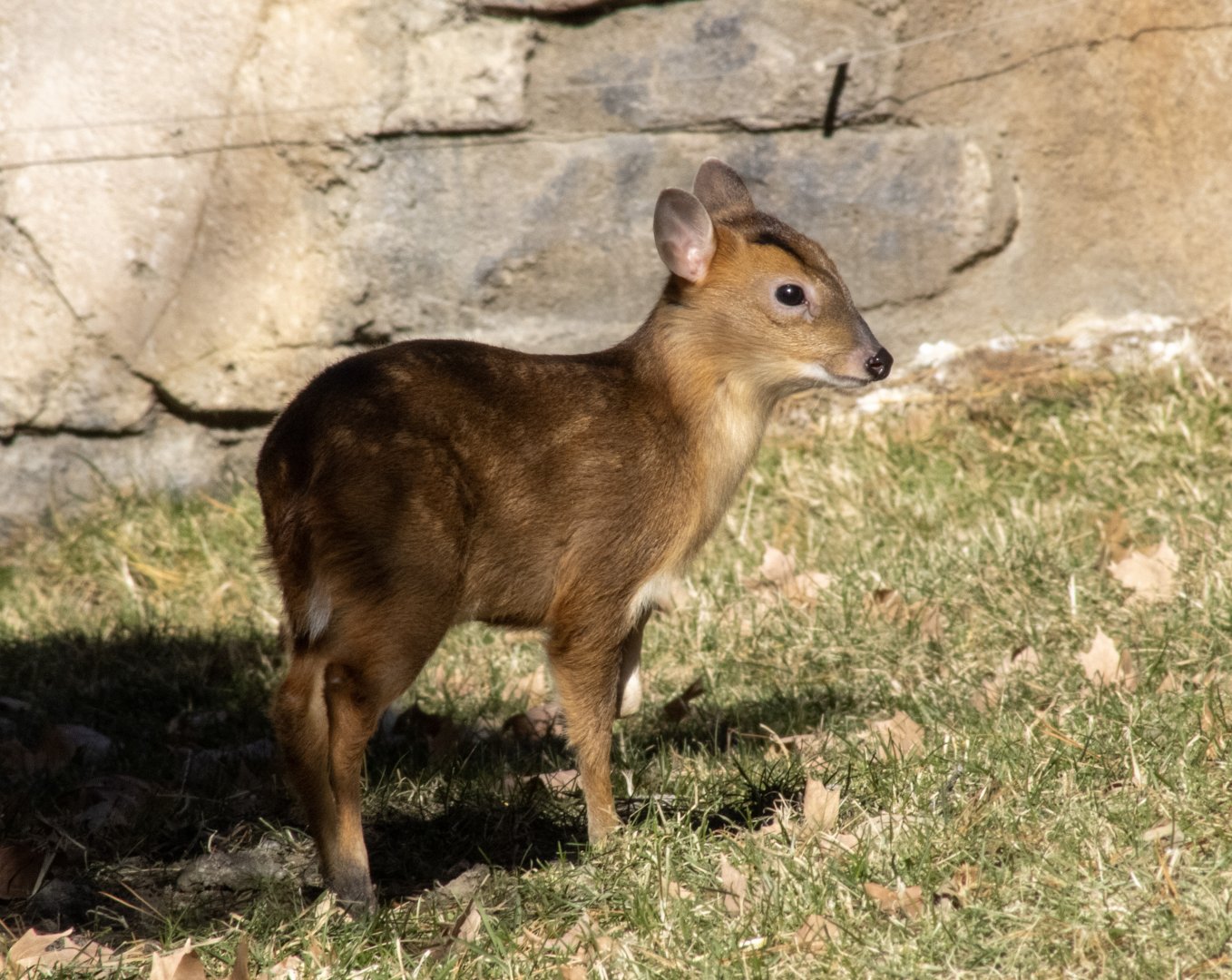 Reeves Muntjac Fawn