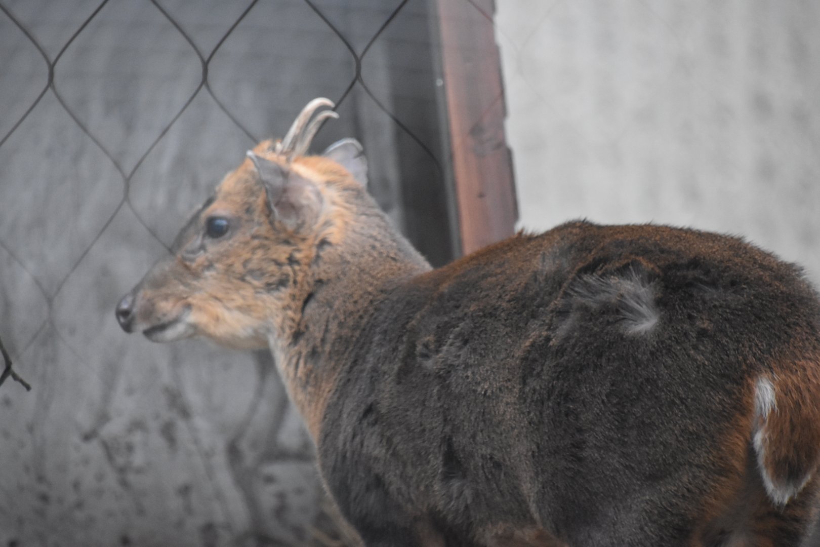 Reeves' muntjac (first time I've seen them!)