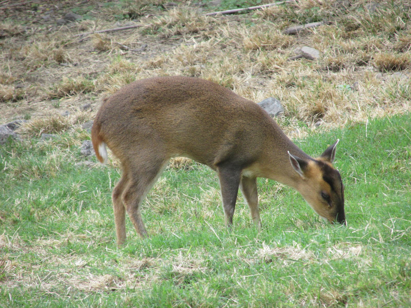 Reeves Muntjac Guadalajara Zoo