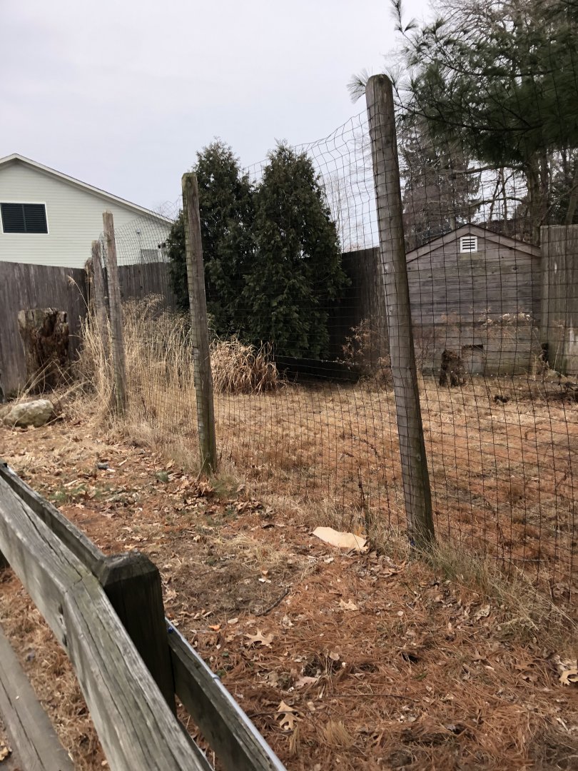 Reeve's Muntjac Habitat (Left) - Feb, 2020