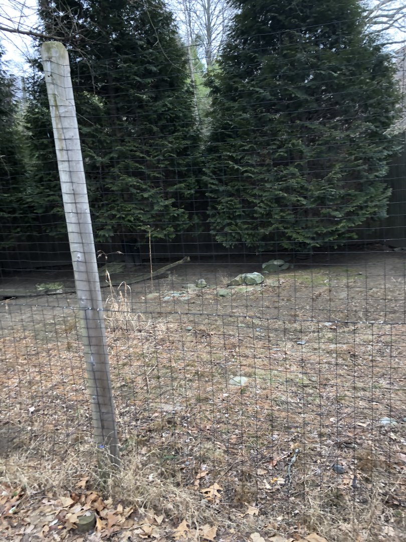 Reeve's Muntjac Habitat (Right) - Feb, 2020