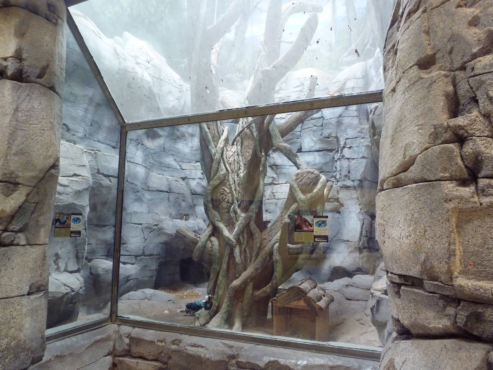 Reeve's Muntjac/Lady Amherst's Pheasant Exhibit (lower level)