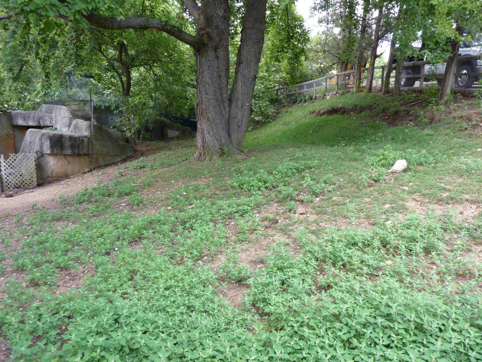 Reeves' Muntjac/Leopard Tortoise/African Spurred Tortoise Exhibit