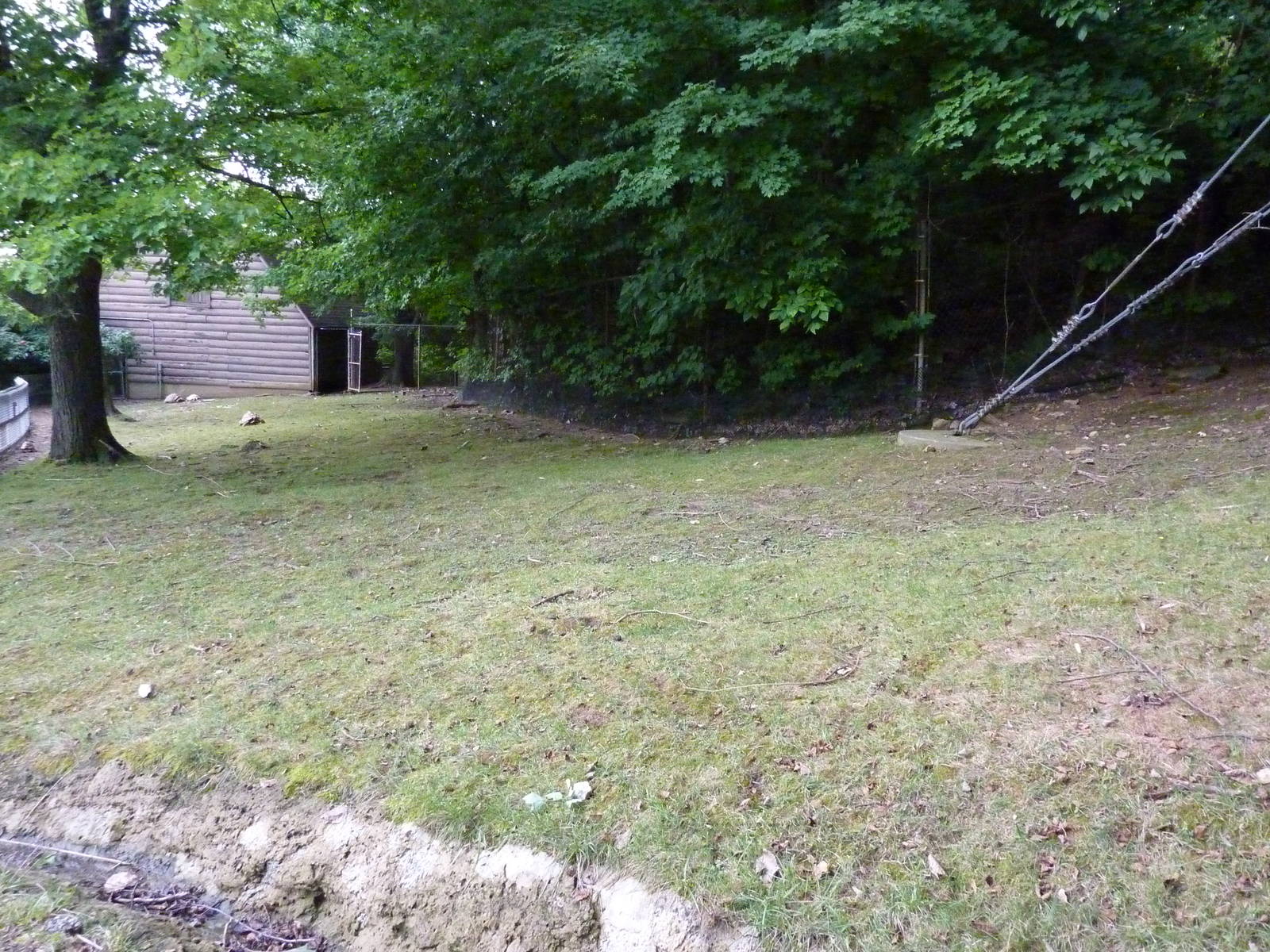 Reeves' Muntjac/Leopard Tortoise/African Spurred Tortoise Exhibit