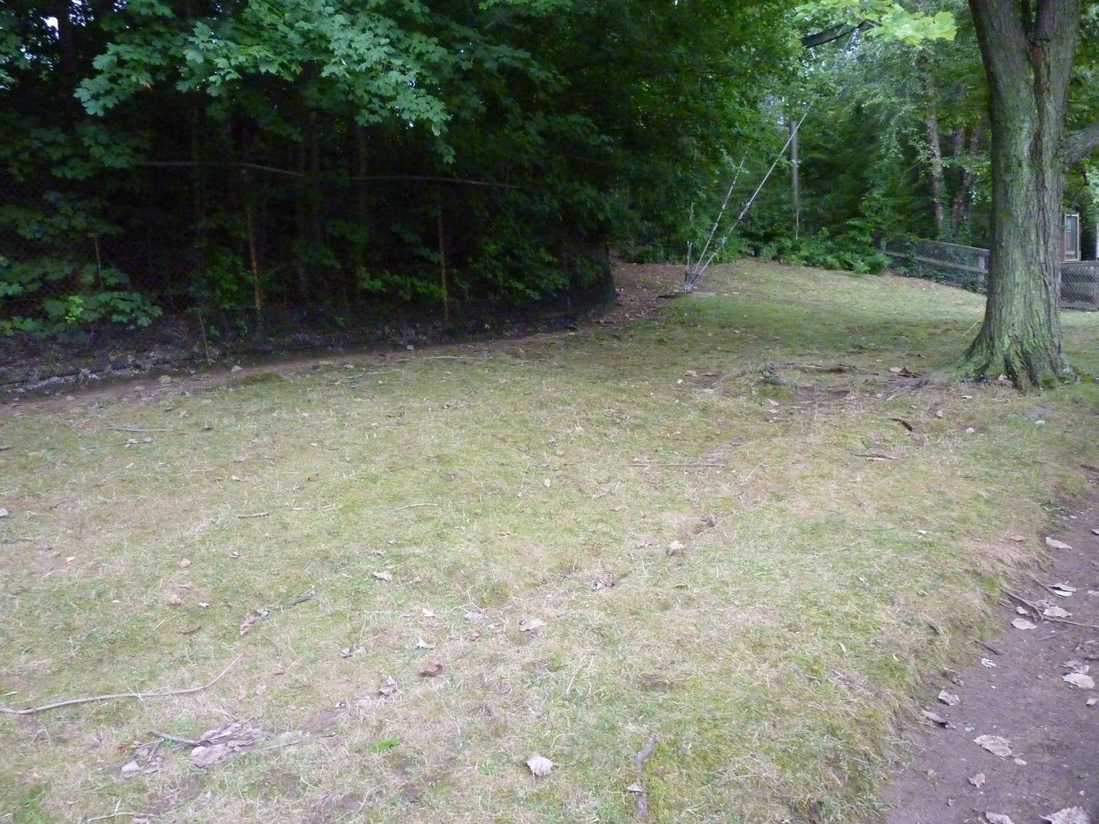 Reeves' Muntjac/Leopard Tortoise/African Spurred Tortoise Exhibit