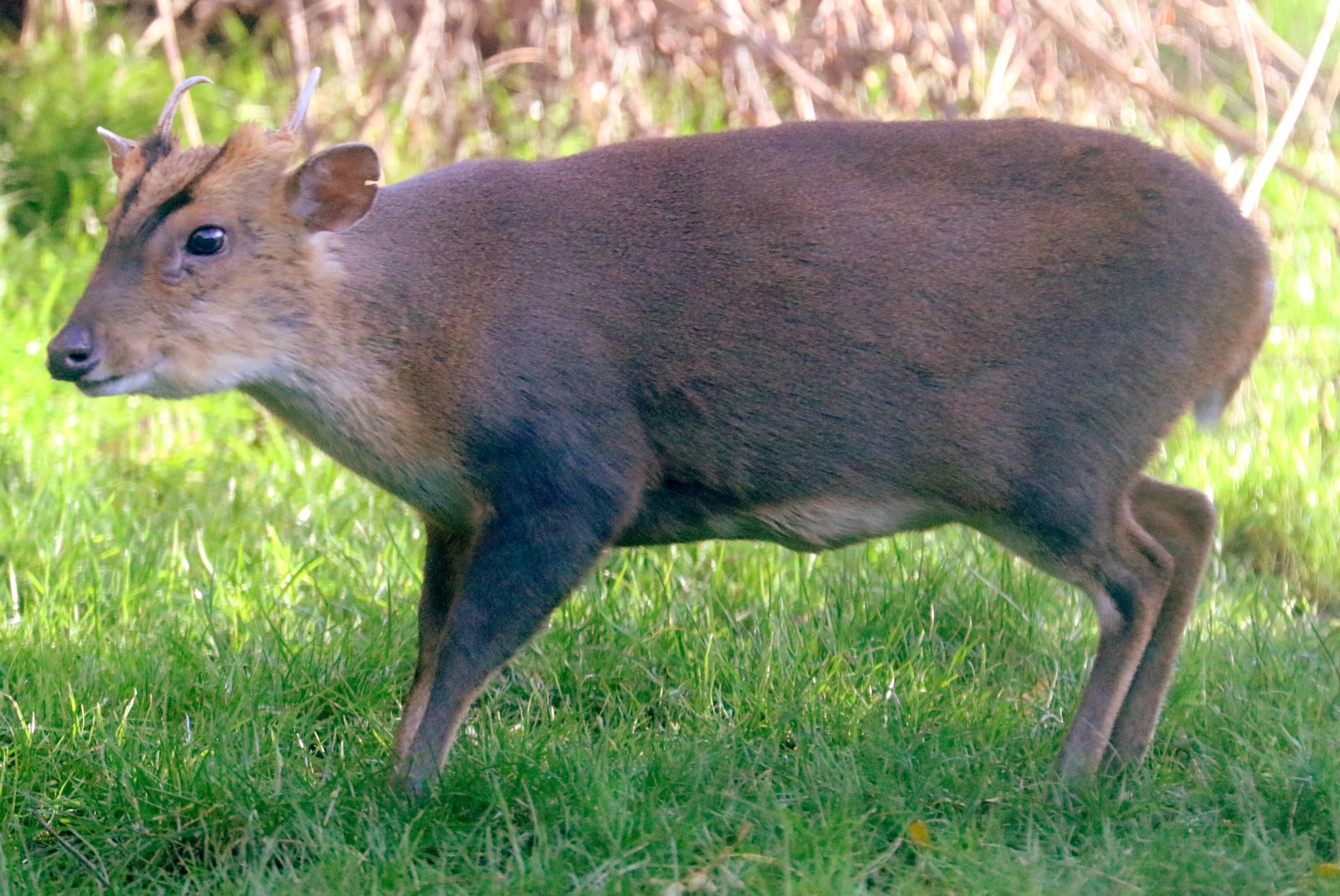 Reeves' muntjac; London Zoo; 29th November 2019