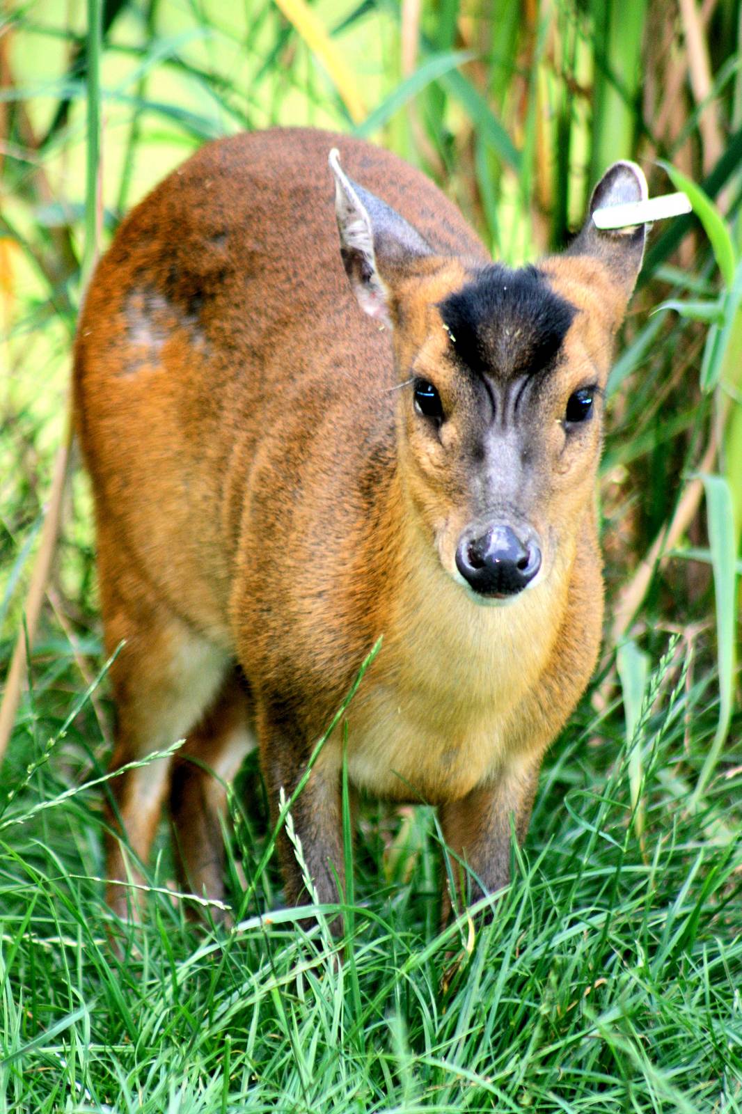 Reeves' muntjac; London Zoo (Three Island Pond) ; 14th August 2016