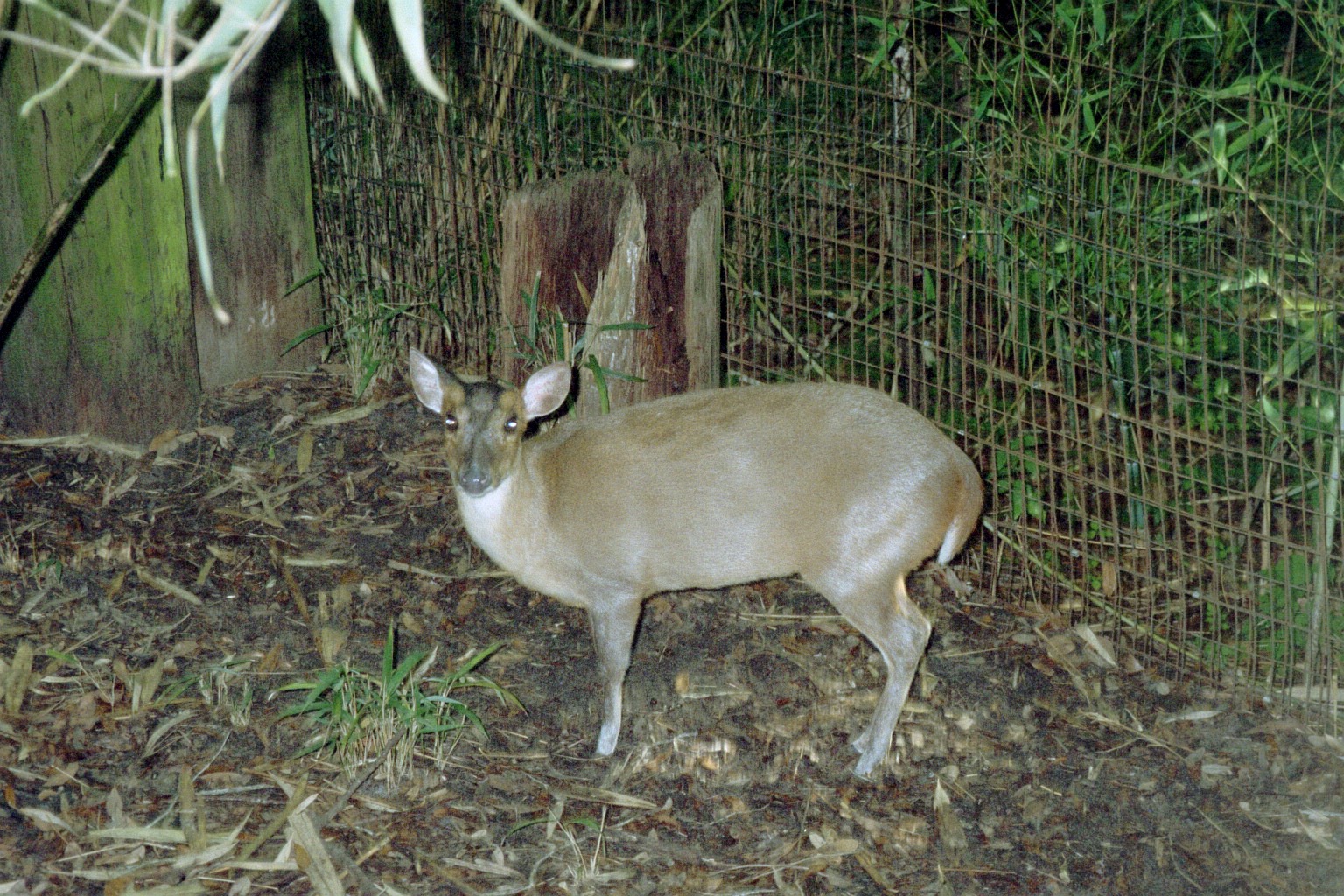 Reeve's Muntjac - Main Pond