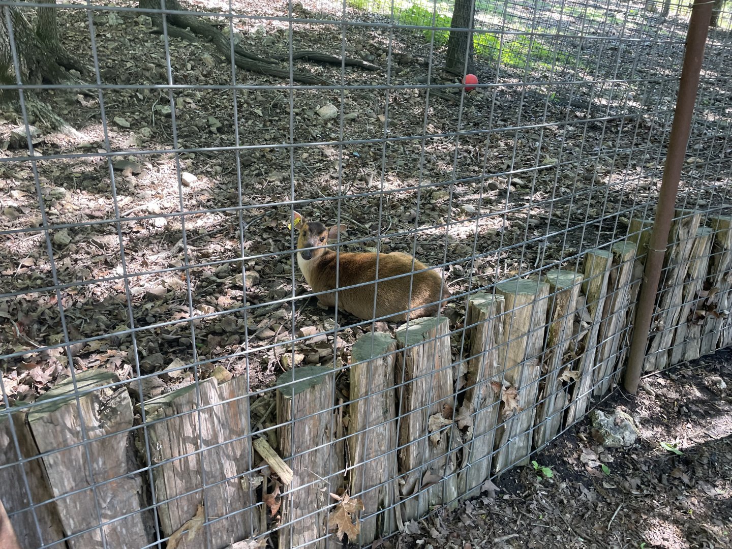 Reeve’s Muntjac- May 2024