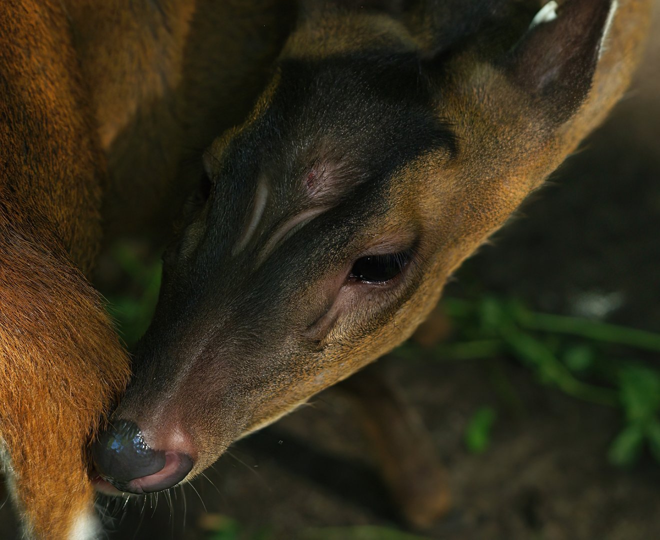 Reeves' muntjac (Muntiacus reevesi), 2008-08-06