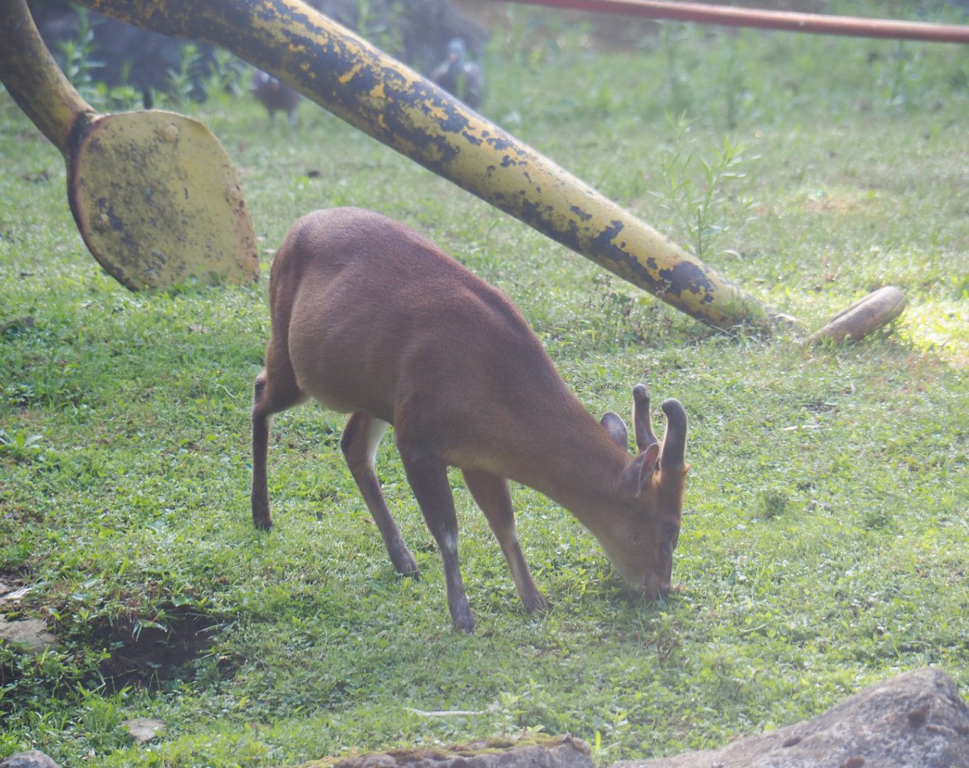 Reeves' muntjac (Muntiacus reevesi), 2019-08-11