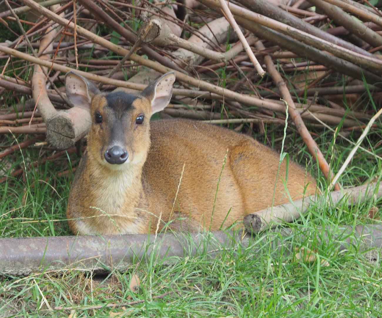 Reeves' muntjac (Muntiacus reevesi), 2020-07-14