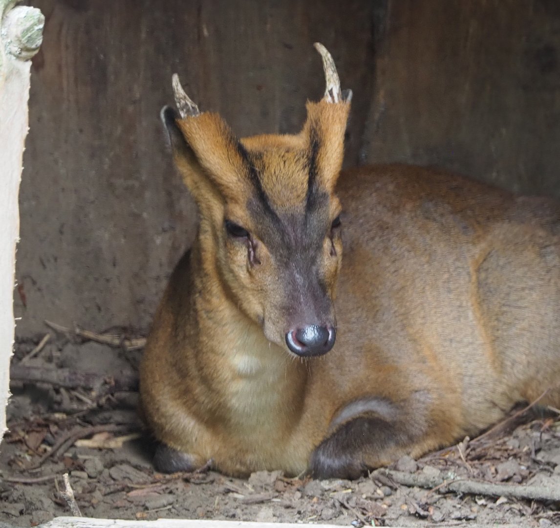 Reeves' muntjac (Muntiacus reevesi), 2020-09-12