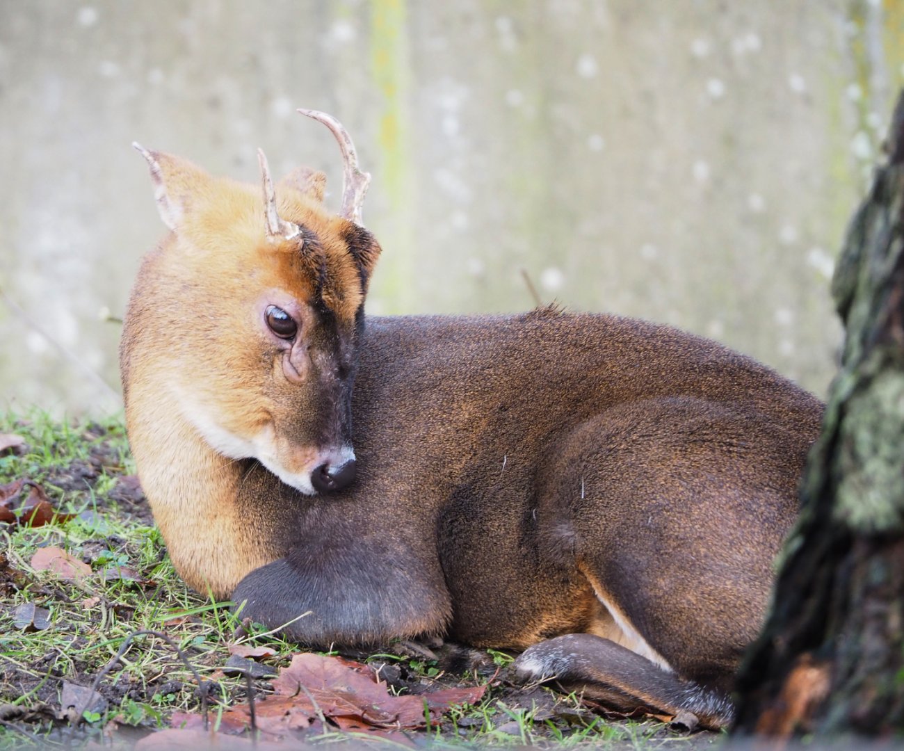 Reeves' muntjac (Muntiacus reevesi), 2021-12-07