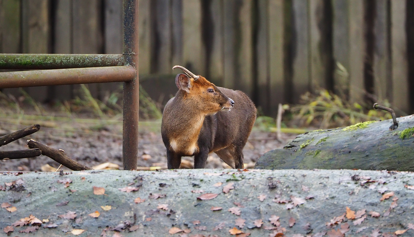 Reeves' muntjac (Muntiacus reevesi), 2021-12-07