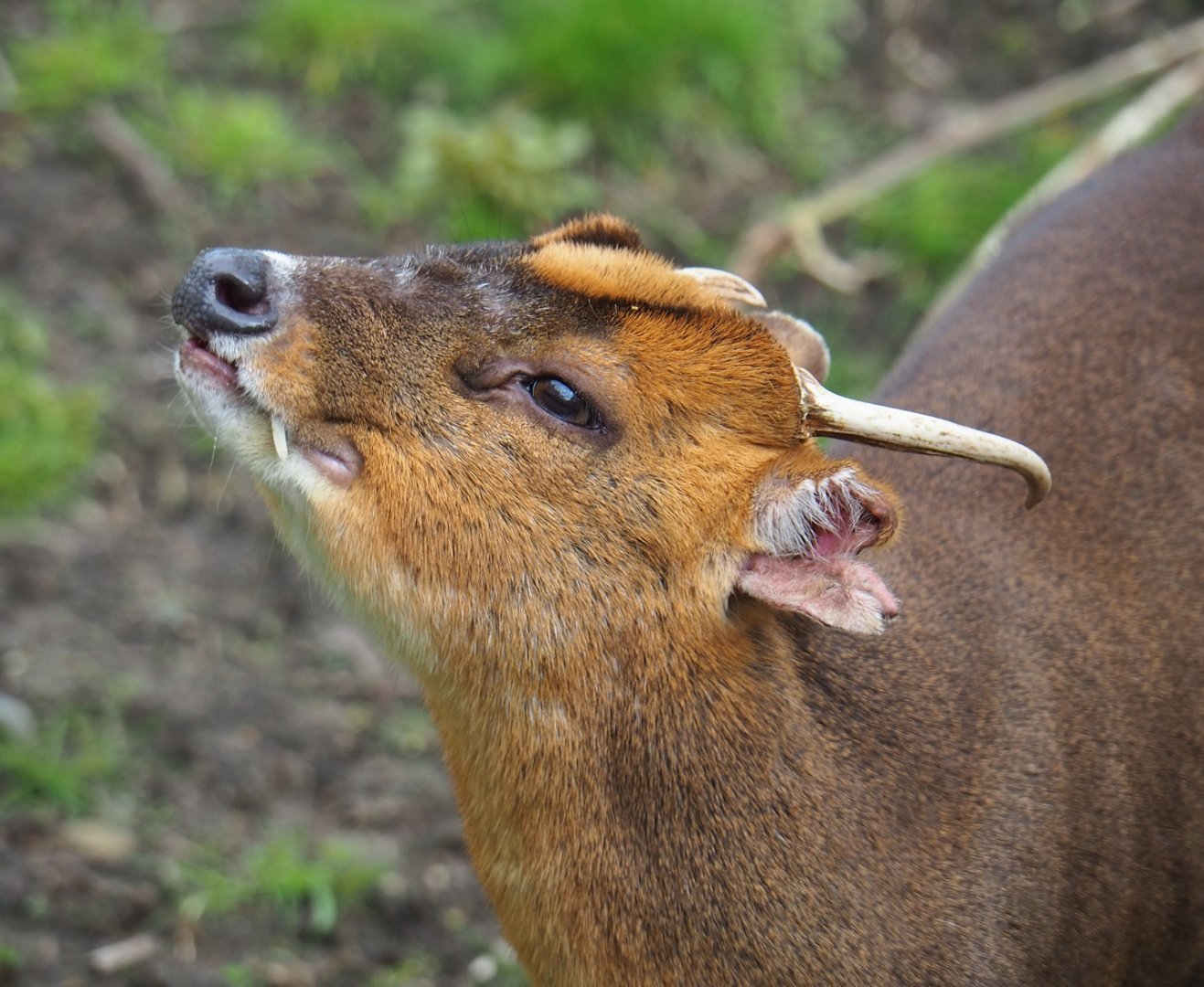 Reeves' muntjac (Muntiacus reevesi), 2023-04-08