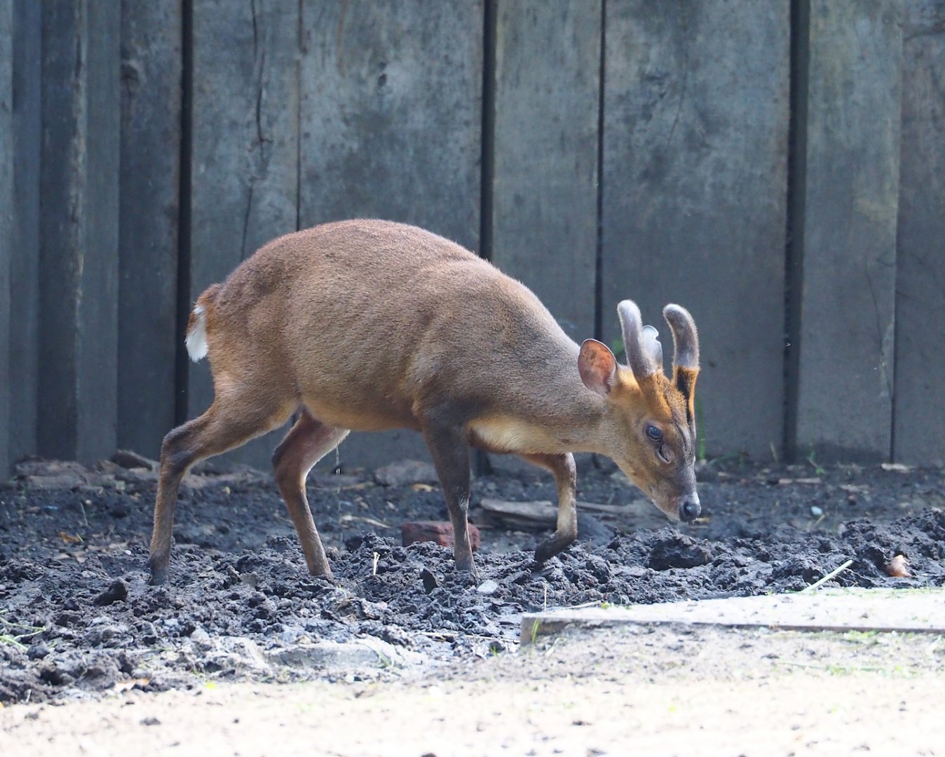 Reeves' muntjac (Muntiacus reevesi), 2023-07-26