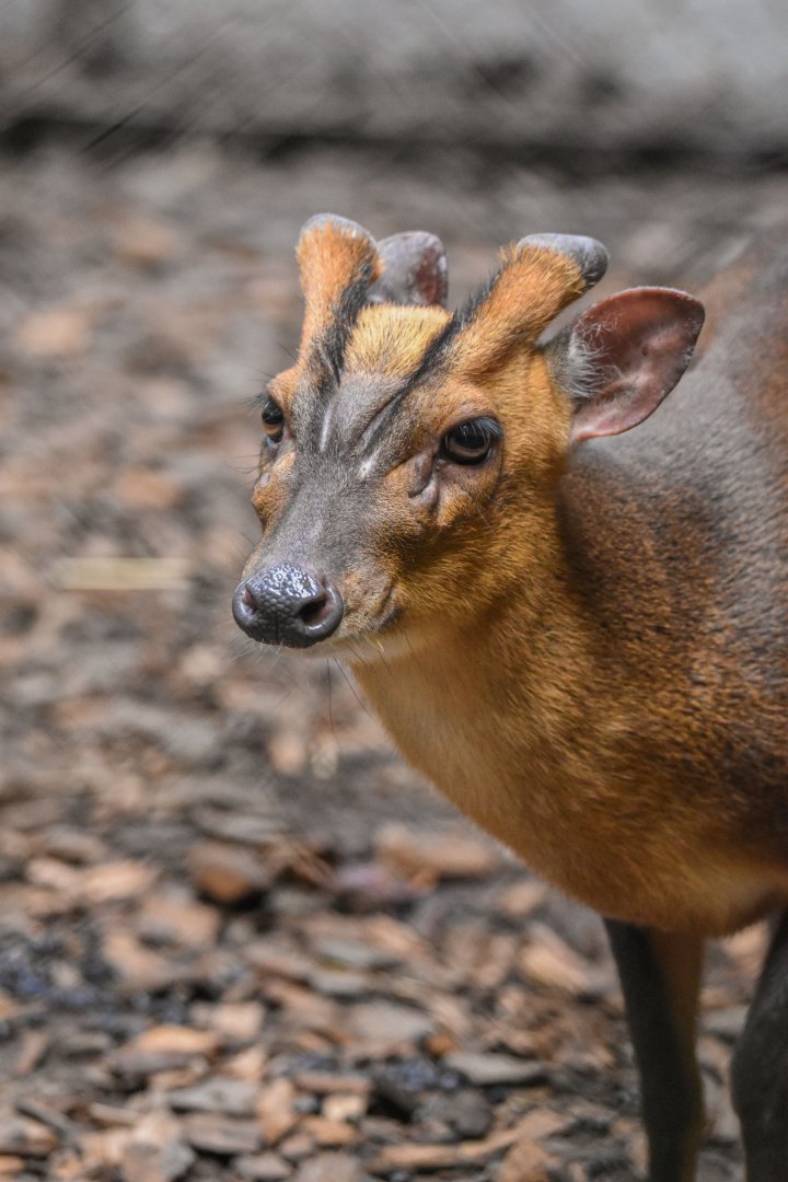 Reeves' muntjac (Muntiacus reevesi) - Bioparc de Genève