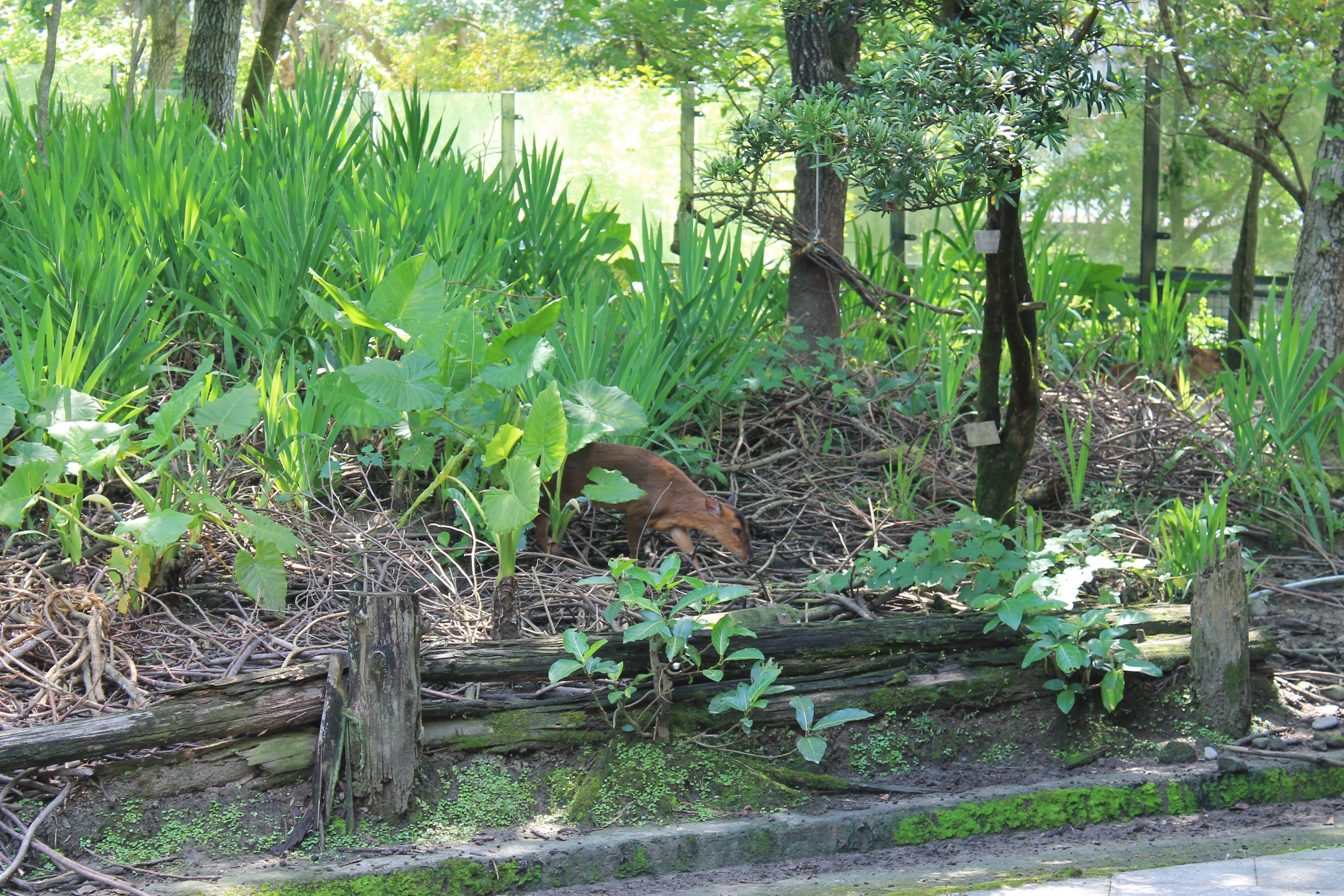 Reeves' Muntjac (Muntiacus reevesi micrurus)