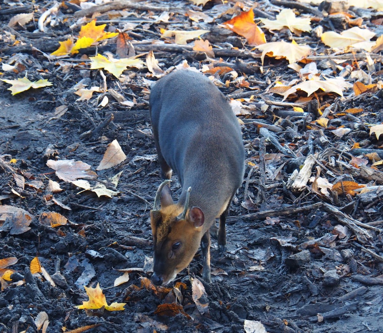Reeves' muntjac (Muntiacus reevesi), Nov 18th, 2018