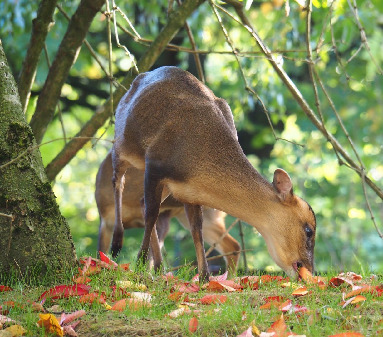 Reeves' muntjac (Muntiacus reevesi), Oct 13th, 2018
