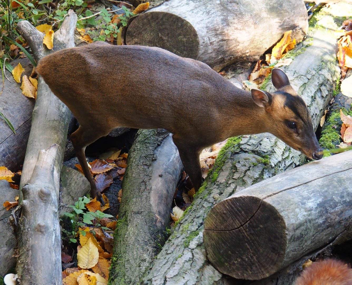 Reeves' muntjac (Muntiacus reevesi), Oct 13th, 2018