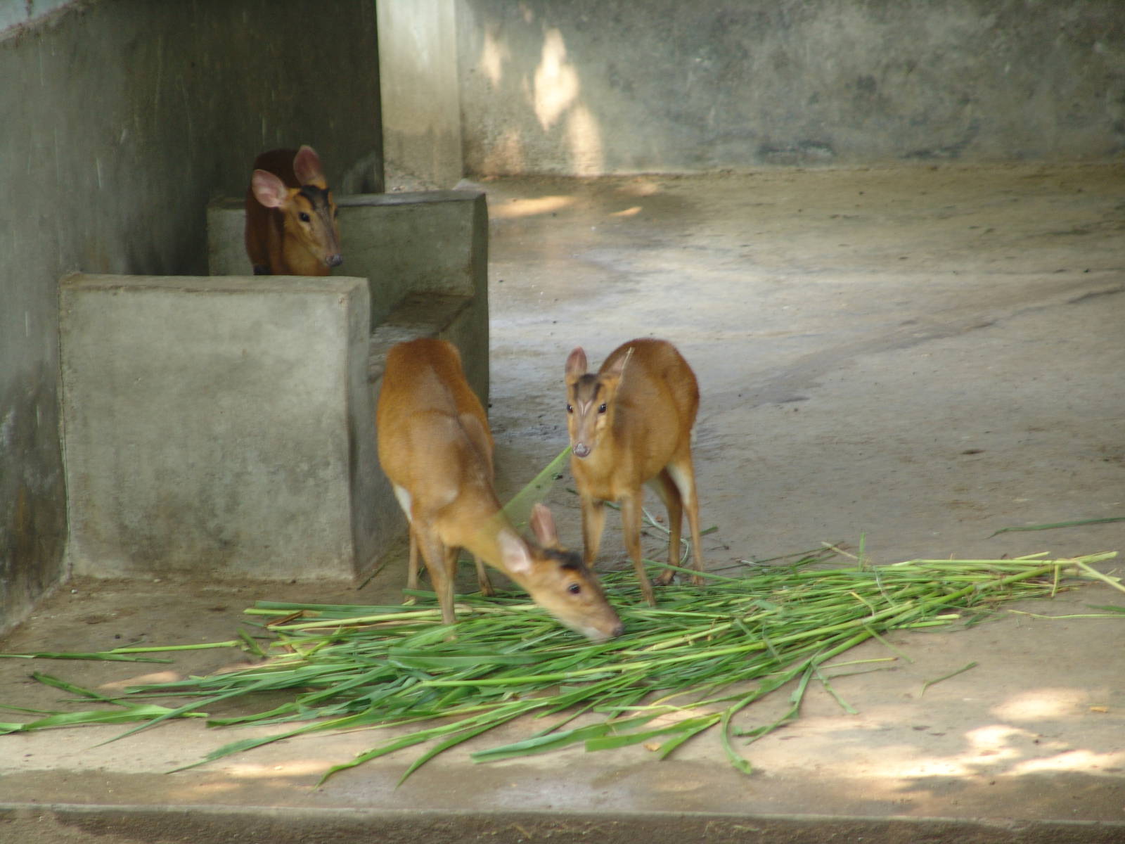 Reeves' Muntjac (Muntiacus reevesi)