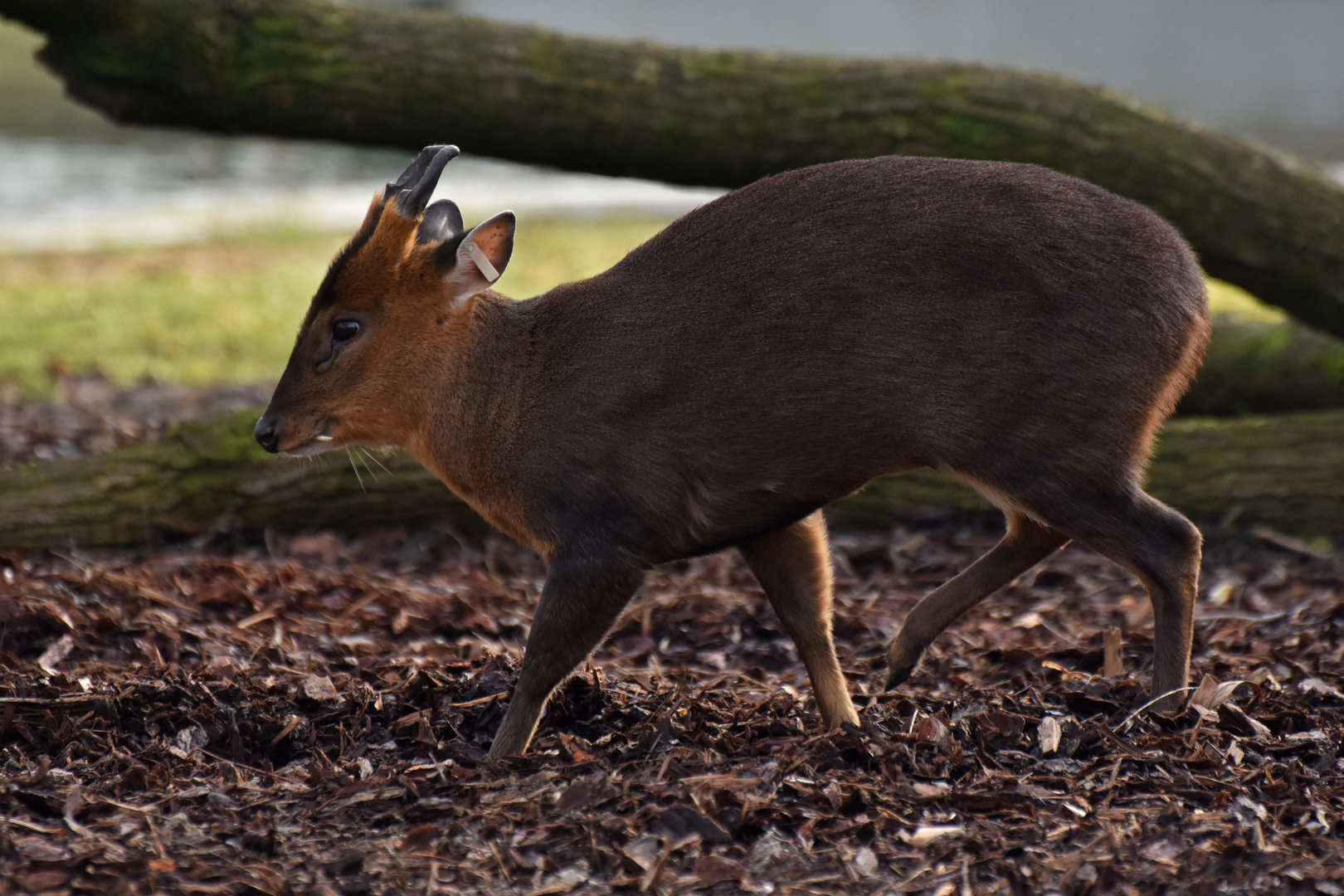Reeves' Muntjac (Muntiacus reevesi)