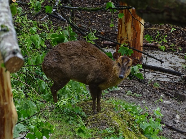 Reeves' muntjac (Muntiacus reevesi)