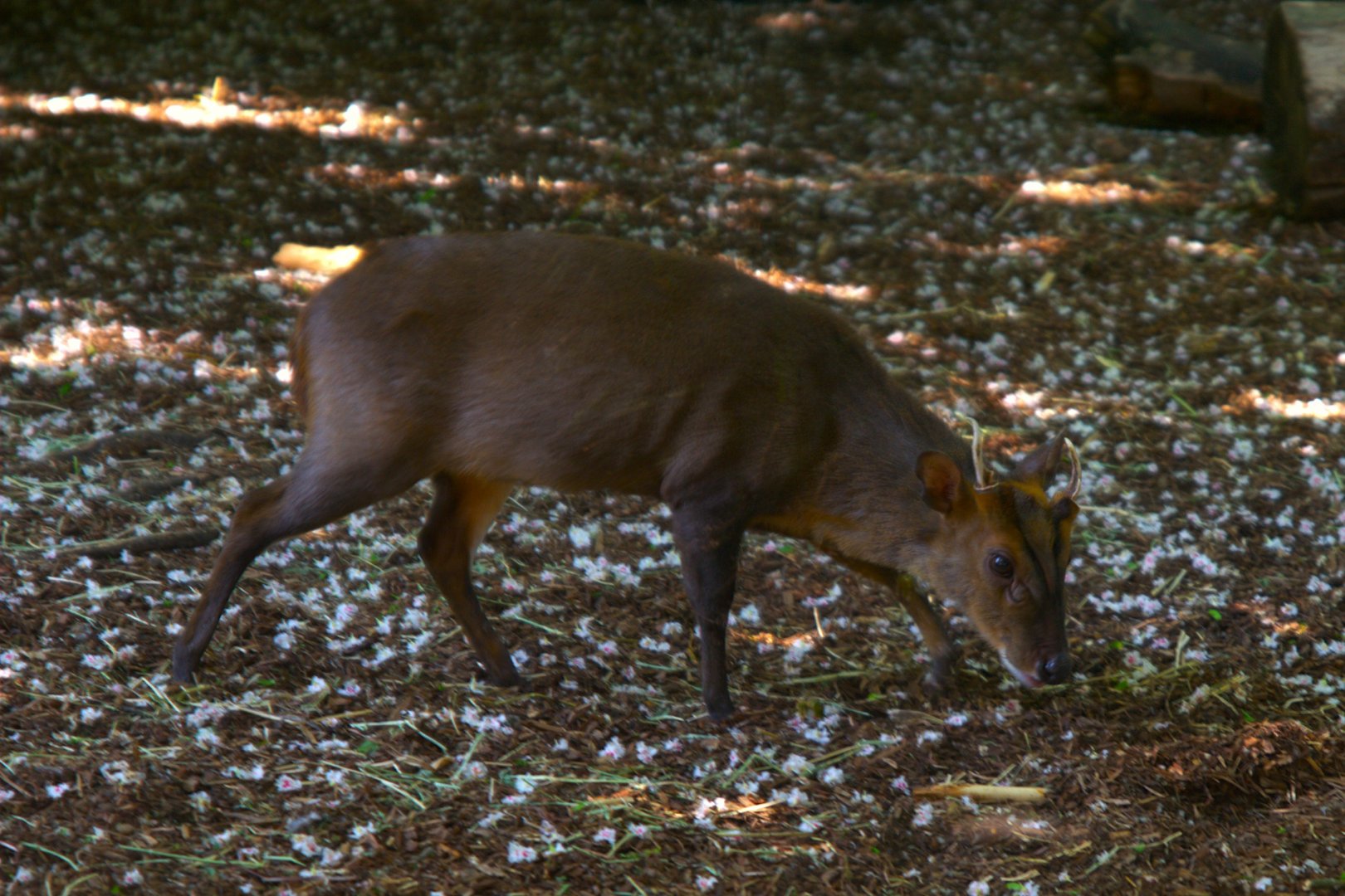 Reeves Muntjac (Muntiacus reevesi)