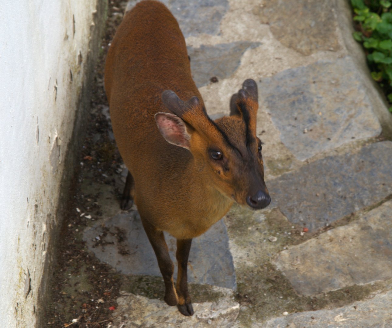 Reeves' Muntjac (Muntiacus reevesi)