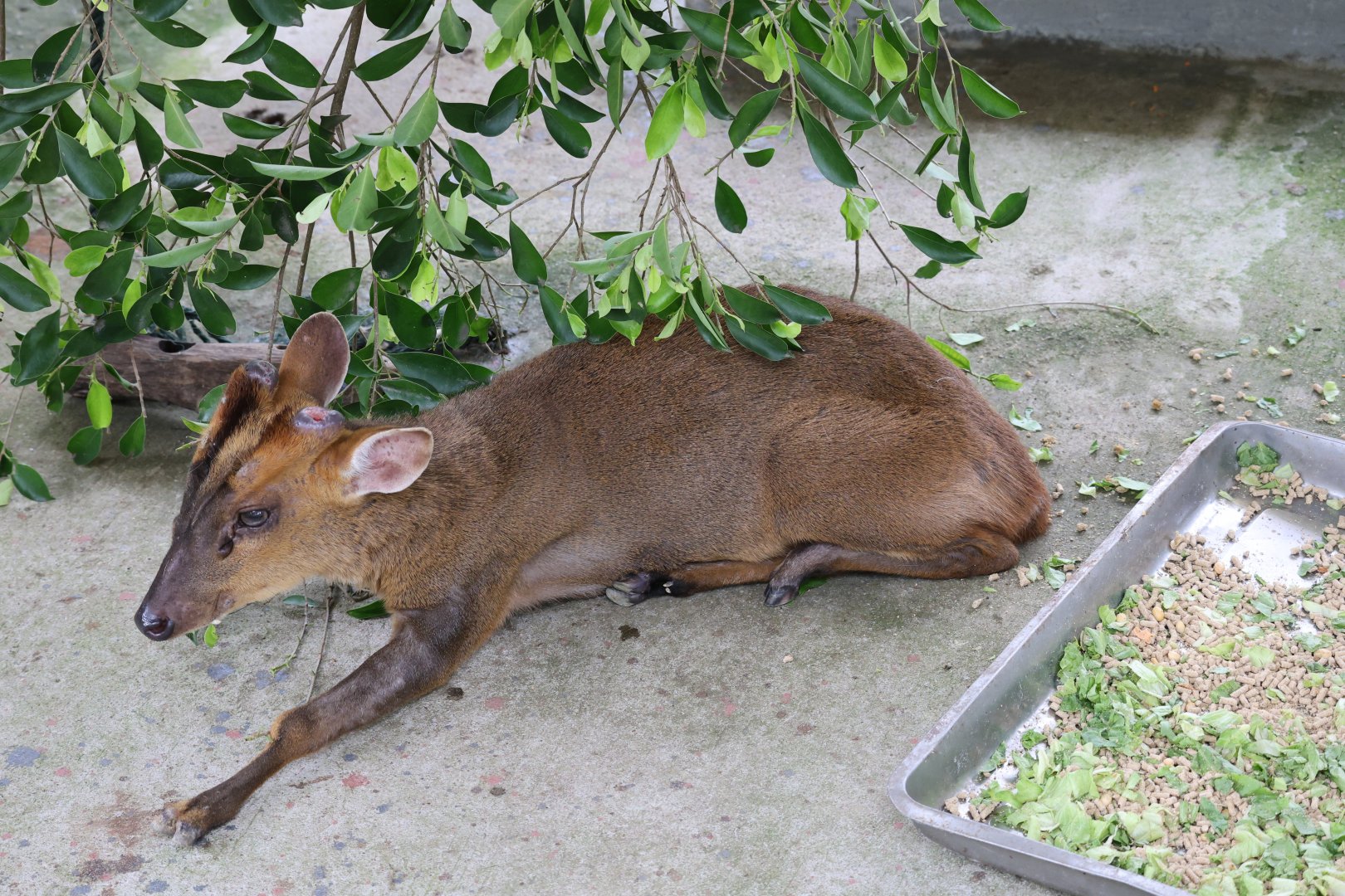 Reeve's muntjac (Muntiacus reevesi)