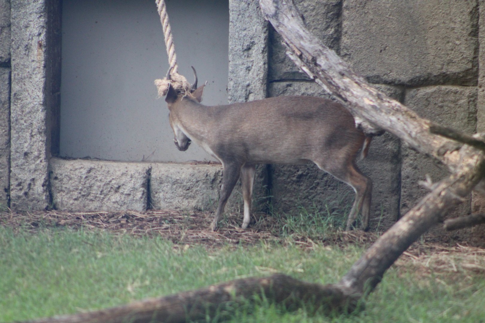 Reeve’s Muntjac (Muntiacus reevesi)