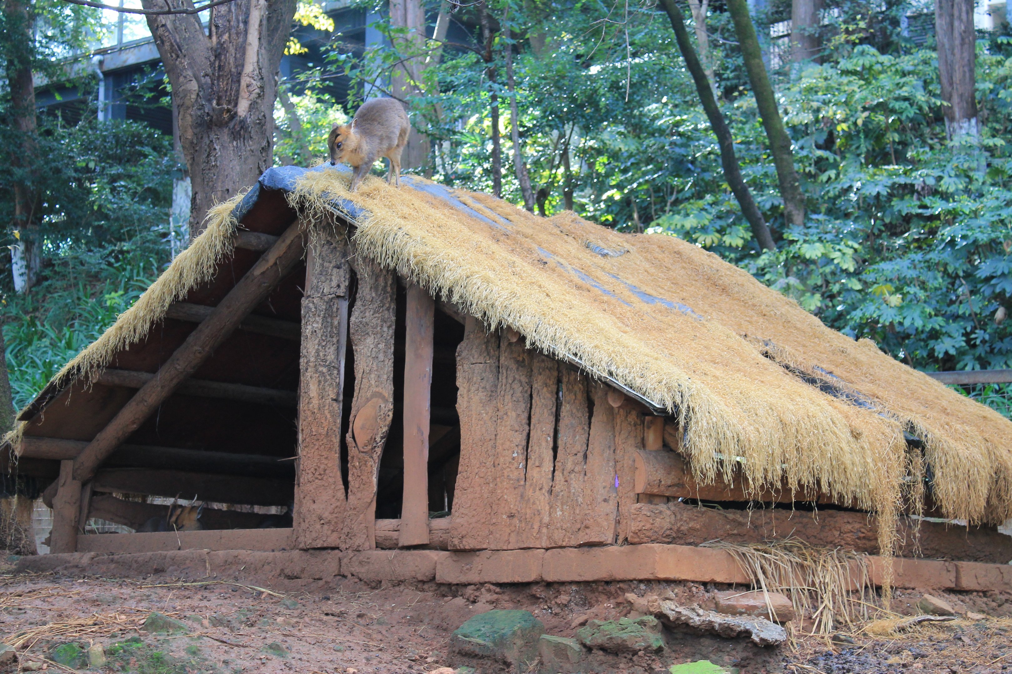 Reeves' Muntjac on a house