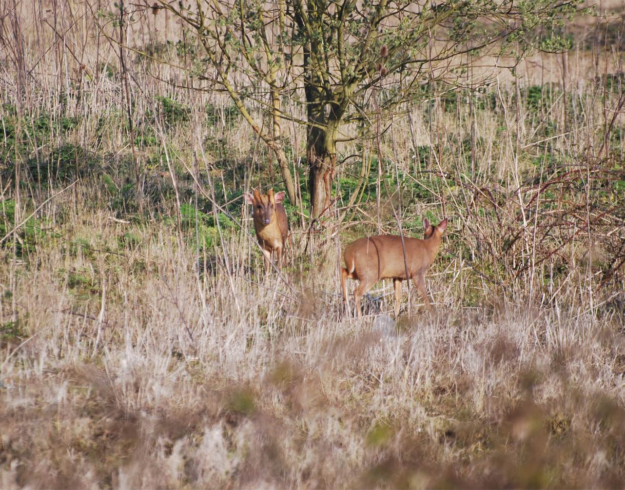 Reeve's muntjac pair