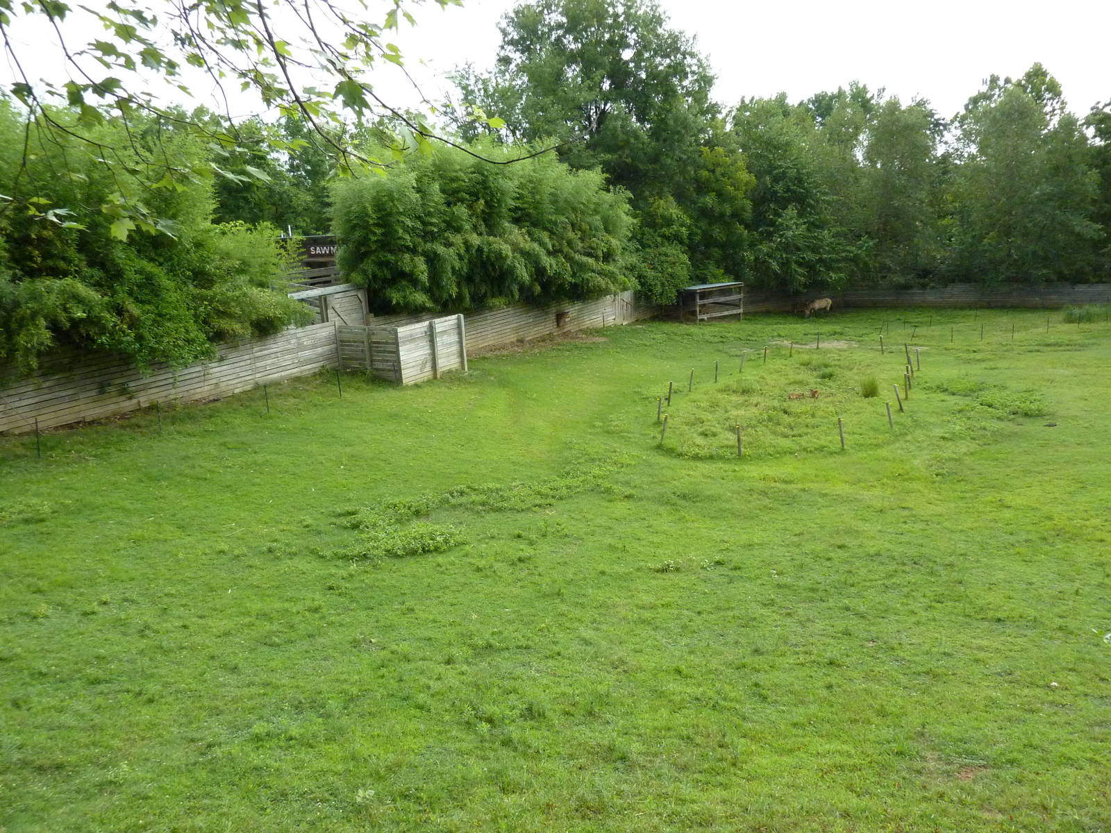 Reeves' Muntjac/Przewalski's Horse/Axis Deer Exhibit