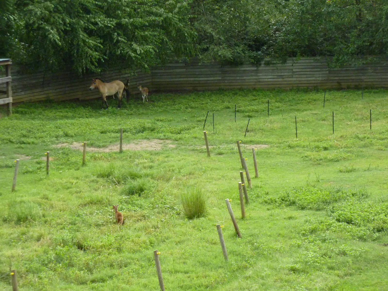 Reeves' Muntjac/Przewalski's Horse/Axis Deer Exhibit